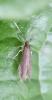 Coleophora sp.